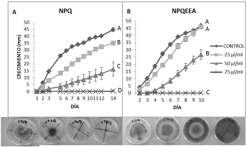 Cin&eacute;tica de crecimiento de Colletotrichum fragariae en NPQ (A) y en
NPQEEA (B); letras distintas indican diferencias significativas (P &le; 0,05) de
los valores integrativos de la curva de crecimiento entre los tratamientos. En
C est&aacute;n las cajas tratadas con NPQ y en D las tratadas con NQEEA
respectivamente: control y concentraciones de 25, 50 y 75 &micro;l/ml.