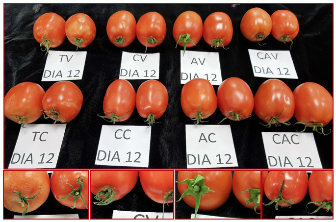 Aspecto
visual de tomate tipo roma cv. Tisey en estado de madurez verde-cambiante (frutos
en línea superior) y cambiante (frutos en la segunda línea) a los 12 días a 15
°C. En la foto: Frutos Testigo (T), tratados con Cera (C), Ácido (A) y
Cera-Ácido (CA). Etapa de madurez verde-cambiante (V) y cambiante (C). En la
parte baja: acercamiento al pedúnculo y sépalos.