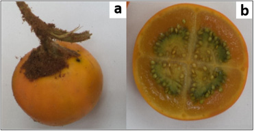 Apariencia externa (a)
e interna (b) de frutos de naranjilla (Solanum
quitoense)