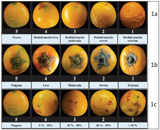 Escala de evaluación del índice de deterioro (ID) de naranjilla: a) zonas blandas, b)
decaimiento y c) manchas superficiales.