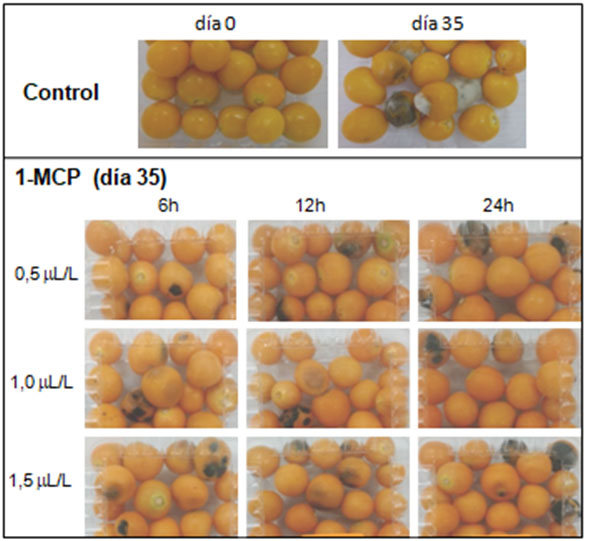Apariencia
externa de frutos de uvilla control y tratados con 1-MCP (0,5; 1,0 y 1,5 mL/L expuestos
durante 6, 12 y 24 horas) después de 35 días de almacenamiento refrigerado
(4°C)