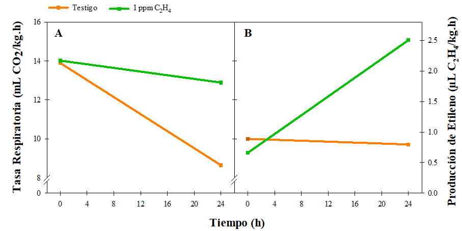 Tasa respiratoria (A) y producci&oacute;n de etileno (B) de
frutos de pl&aacute;tano testigo y tratados con 1 ppm de etileno a las 0 y 24 h a 25
&deg;C.