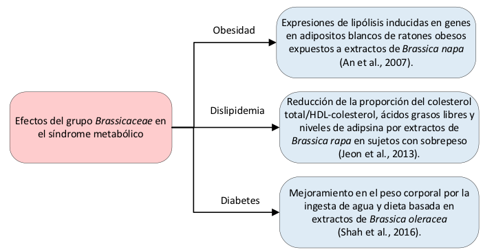 Principales efectos por el consumo del grupo Brassicaceae en diversos síndromes
