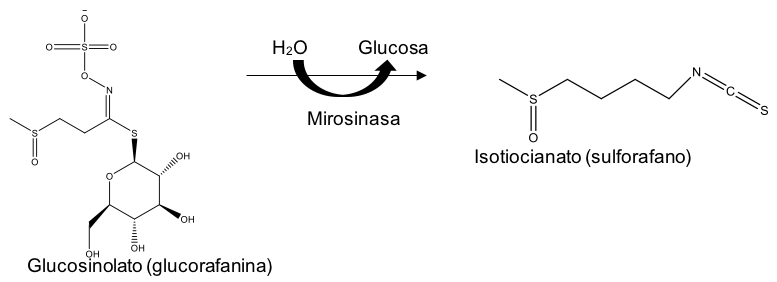 Formación de isotiocianatos a partir de Glucosinolatos
