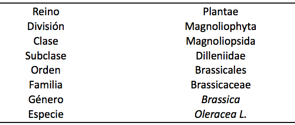 Clasificación taxonómica de brócoli (Brassica oleracea L. var itálica).