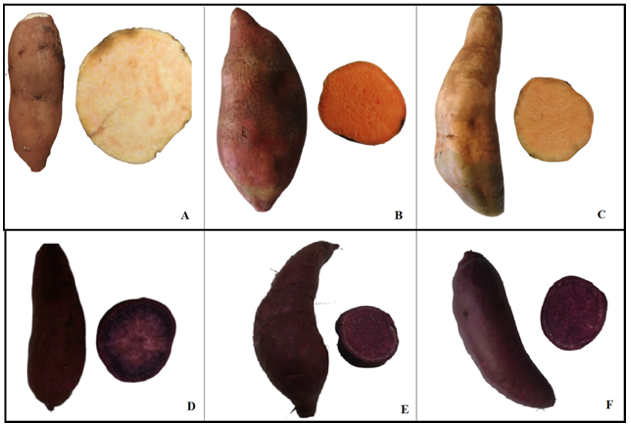 Colored fleshed sweet potatoes genotypes: A) &lsquo;BRS Am&eacute;lia&rsquo;; B) &lsquo;CPNH 1358&rsquo;; C) &lsquo;CPNH 1365&rsquo;; D) &lsquo;&lsquo;JN RX1&rsquo;&rsquo;; E)&rsquo;JN RX2&rsquo; and F)&rsquo;JN RX7&rsquo;