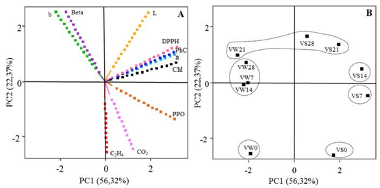 Principal Component Analysis, using the postharvest parameters of lettuce &lsquo;Vanda&rsquo;: projections of variables (A) and observations (B).
