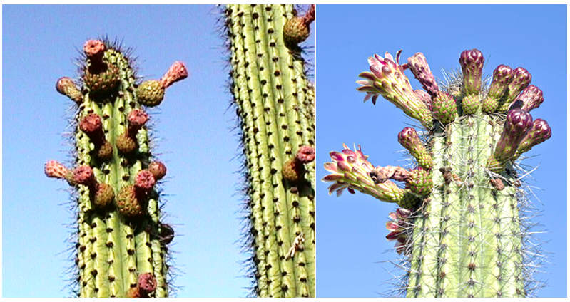 Pitayo con fruto y flor