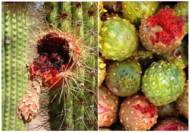Pitaya sobremadura, abierta y fruto cerrado maduro