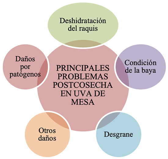Principales problemas postcosecha en uva de mesa