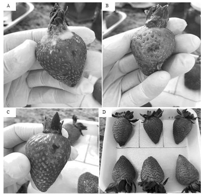 Microbiological evaluation results. Treatment 14(A). treatment 9 (B). treatment 4 (C) and treatment 6 (D).