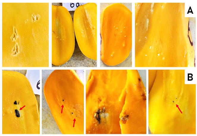 Da�o relacionado con cavidad en pulpa de mango Ataulfo durante 15 d�as de almacenamiento. A: zonas de da�o cercanas al hueso, B: zonas te�idas con Lugol.