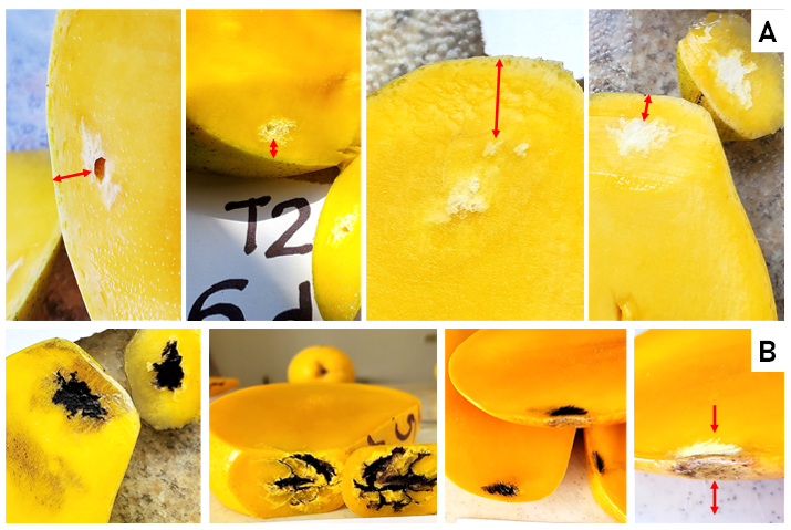 Concentraci�n de almid�n en pulpa de mango Ataulfo como da�o distinto al relacionado con cavidad en pulpa durante 15 d�as de almacenamiento. A: zonas del da�o cercanas a la c�scara, B: zonas te�idas con Lugol.