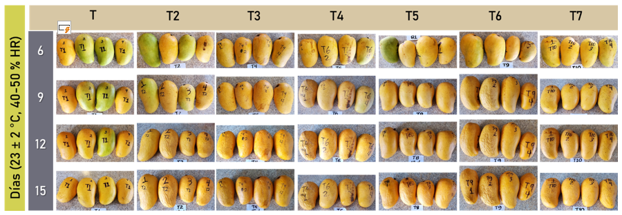 Aspecto visual de los frutos de mango Ataulfo a partir del d�a 6 para todos los tratamientos, bajo condiciones de 23 � 2 �C, 40-50 % HR.