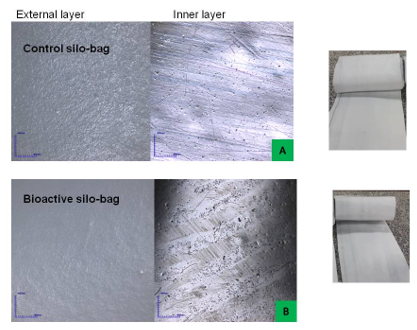 Laser Confocal (108X) images from the Control (A) and Bioactive silo bag (B).
