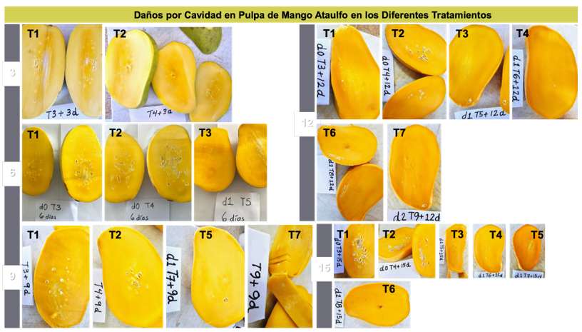 Da�o relacionado con cavidad en pulpa (CP) de mango &ldquo;Ataulfo&rdquo; durante 15 d�as de almacenamiento.