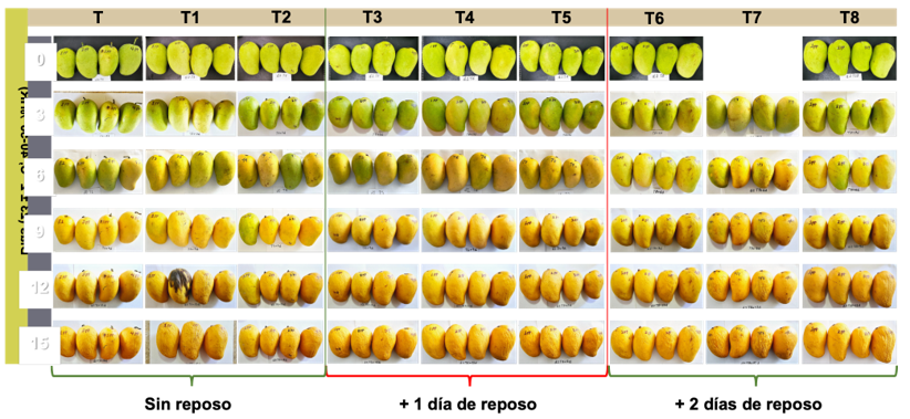 Aspecto visual de los frutos de mango &ldquo;Ataulfo&rdquo; durante los 15 d�as de valoraci�n bajo condiciones de 23 � 2 �C, 40-50 % HR.