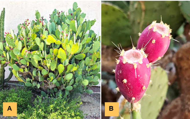 Opuntia ficus-indica cactus plant or nopal (A), and red prickly pear fruit (B) of Sonora, Mxico.