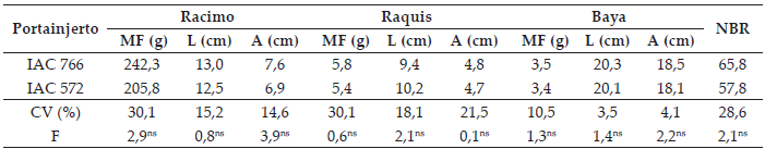 Masa fresca (MF), longitud (L) y anchura (A) de racimos, raquis y bayas, y número de bayas por racimo (NBR) de uva ‘Niagara Rosada’ injertada sobre los portainjertos ‘IAC 766’ y ‘IAC 572’. UNESP/FCA, Botucatu-SP, 2014.