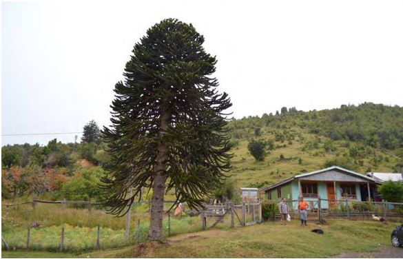 La araucaria se vale de un vecino de Traitraico para propagarse