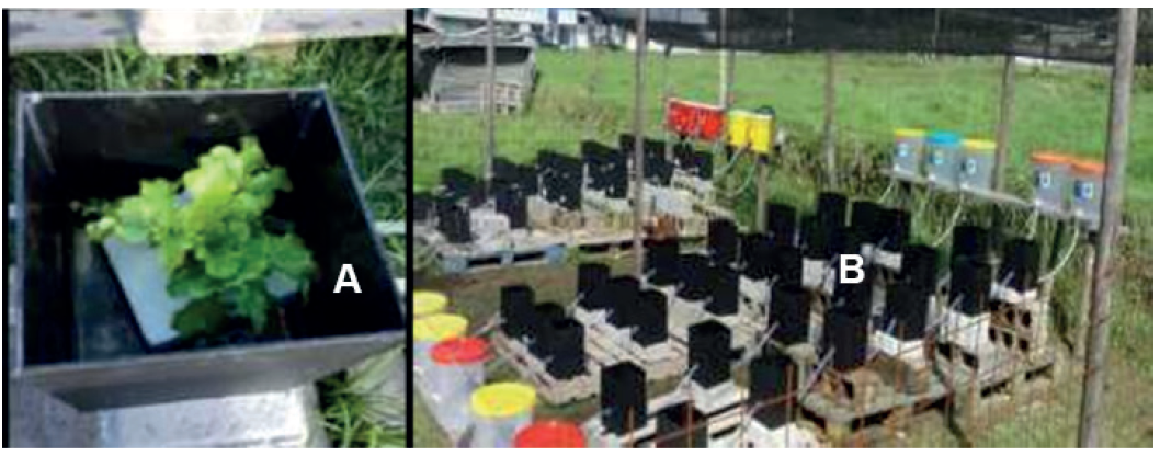 Sistema de cultivo. A: evaluaci�n del material en sistema hidrop�nico a ra�z flotante en m�dulo individual; B: m�dulos de recirculaci�n para evaluaci�n del cultivo hidrop�nico de lechuga