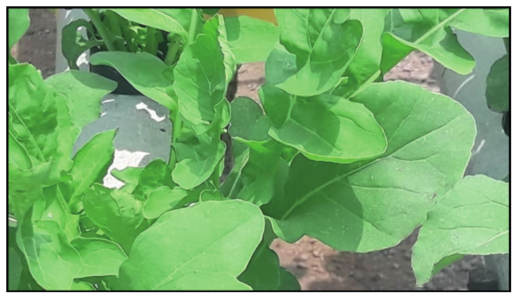 Hojas de ar�gula en huerto hidrop�nico