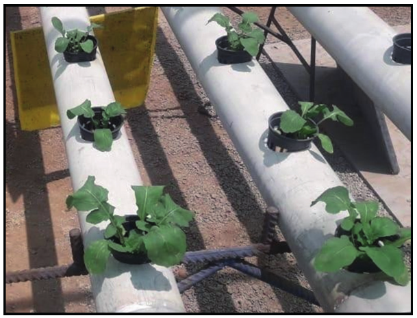 Plantas de ar�gula hidrop�nica con deficiencias