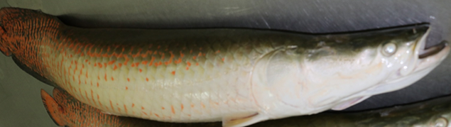 Arapaima gigas paiche