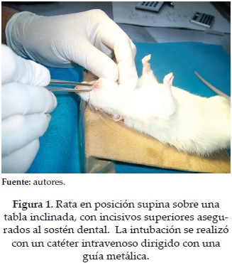 Rata en posici&oacute;n supina sobre unatabla inclinada, con incisivos superiores aseguradosal sost&eacute;n dental. La intubaci&oacute;n se realiz&oacute;con un cat&eacute;ter intravenoso dirigido con unagu&iacute;a met&aacute;lica.
