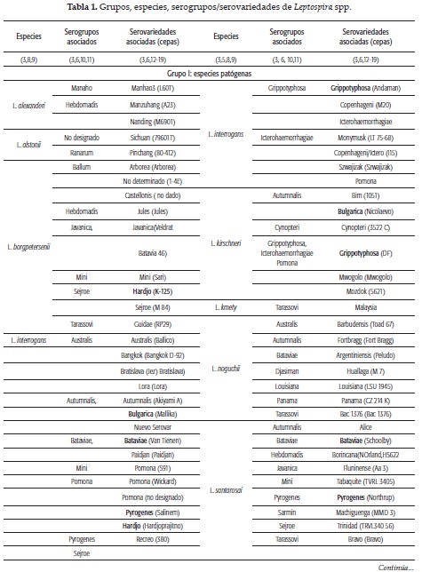 Grupos, especies, serogrupos/serovariedades de Leptospira spp.