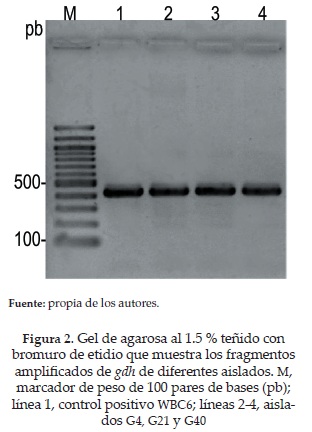 Gel de agarosa al 1.5 % te&ntilde;ido conbromuro de etidio que muestra los fragmentosamplificados de gdh de diferentes aislados. M,marcador de peso de 100 pares de bases (pb);l&iacute;nea 1, control positivo WBC6; l&iacute;neas 2-4, aisladosG4, G21 y G40