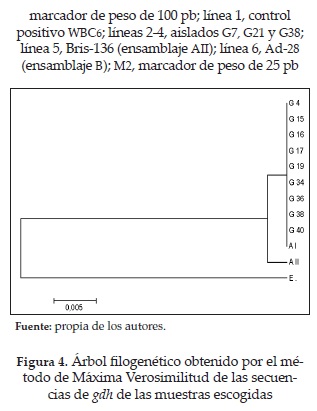 &Aacute;rbol filogen&eacute;tico obtenido por el m&eacute;todode M&aacute;xima Verosimilitud de las secuenciasde gdh de las muestras escogidas