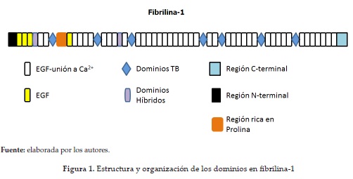 Estructura y organización de los dominios en fibrilina-1