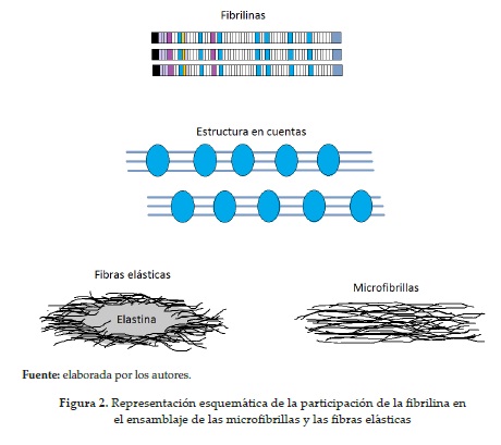 Representación esquemática de la participación de la fibrilina enel ensamblaje de las microfibrillas y las fibras elásticas