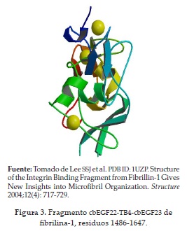 Fragmento cbEGF22-TB4-cbEGF23 defibrilina-1, residuos 1486-1647.