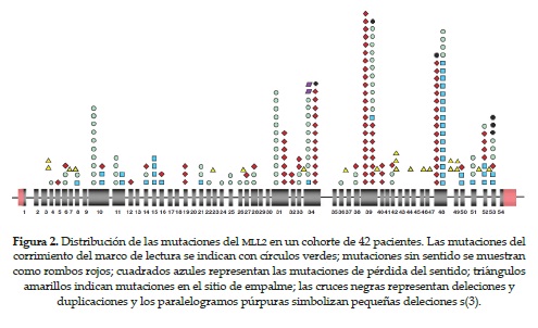 Distribución de las mutaciones del MLL2 en un cohorte de 42 pacientes. Las mutaciones delcorrimiento del marco de lectura se indican con círculos verdes; mutaciones sin sentido se muestrancomo rombos rojos; cuadrados azules representan las mutaciones de pérdida del sentido; triángulosamarillos indican mutaciones en el sitio de empalme; las cruces negras representan deleciones yduplicaciones y los paralelogramos púrpuras simbolizan pequeñas deleciones s(3).