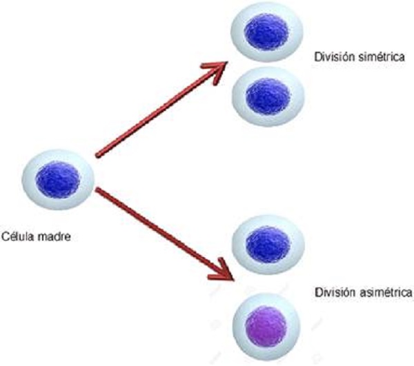 Caracter&iacute;sticas de una c&eacute;lula madre. Son c&eacute;lulas con capacidad de multiplicarse a trav&eacute;s de divisiones sim&eacute;tricas y de autorrenovarse/diferenciarse tras procesos de divisi&oacute;n asim&eacute;trica.
