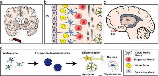Sistema neurog&eacute;nico en cerebro humano adulto. a. Ubicaci&oacute;n de la zona subventricular (SVZ, l&iacute;nea roja) en una secci&oacute;n coronal del cerebro humano. La SVZ se encuentra entre el ventr&iacute;culo lateral (LV) y el estriado (Str.). El estriado es inervado por la sustancia negra (SN). b. Composici&oacute;n celular de la SVZ. Las c&eacute;lulas ependimarias (gris) separan el ventr&iacute;culo lateral de la SVZ, que consta de cuatro tipos de c&eacute;lulas principales: astrocitos de nicho (no mostrados), c&eacute;lulas madre neurales astroc&iacute;ticas (azul), c&eacute;lulas progenitoras neurales (rojas) y neuroblastos (amarillo). La SVZ se separa del estriado subyacente (en el lado derecho de la imagen) por una capa de mielina (barras blancas). c. Vista sagital de la corriente migratoria rostral (RMS, flecha roja), mediante la cual los neuroblastos emigran al bulbo olfatorio (OB) en cerebro de ratones; En cerebro humano los neuroblastos migran al estriado. d. Despu&eacute;s del aislamiento y cultivo de las c&eacute;lulas del tejido de la zona subventricular, se forman neurosferas in vitro y estas c&eacute;lulas pueden diferenciarse en astrocitos, oligodendrocitos y neuronas. Esto muestra que las NSC derivadas de SVZ pueden proliferar y diferenciarse.