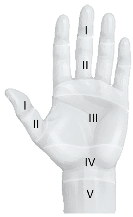 Flexor zones in the hand