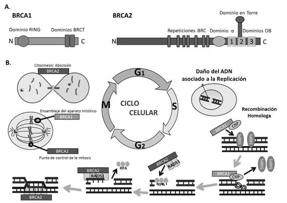 BRCA1 y BRCA2: A. Se ilustran las proteínas de los genes BRCA1/2 y sus respectivos dominios. B. Funciones de BRCA1/2 en diferentes etapas del ciclo celular. Las proteínas BRCA1/2 logran mediar reparación del ADN por recombinación homóloga (RH). BRCA1 junto a CtlP inicia en G2 desplazando a 53BP1 (p53 binding protein 1), la cual normalmente durante G1 impide la RH, luego hay una actividad nucleolítica ("tijeras") que deja una cadena simple de ADN en el extremo final. A esta cadena simple se unen las proteínas RPA (replication protein A), las cuales son retiradas por BRCA2, que junto a RAD51 dan paso a la recombinación usando de molde una cromátide hermana. Durante la mitosis, BRCA1 promueve el ensamblaje del aparato mitótico y BRCA2 regula el punto de control. BRCA2 también actúa en la abscisión de la citocinesis. No se grafican todas las funciones de los BRCA.