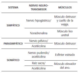 Inervación periférica del sistema urinario inferior