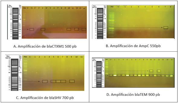Gel de Electroforesis genes de resistencia en bacterias Gram negativas