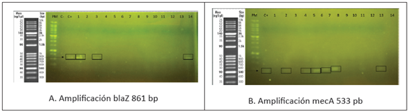 Gel de Electroforesis genes de resistencia en bacterias Gram positivas