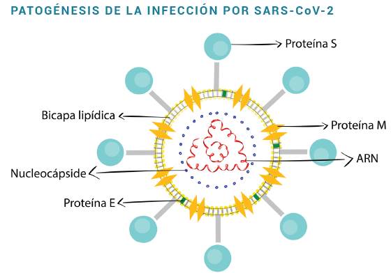 Estructura del SARS-CoV-2 