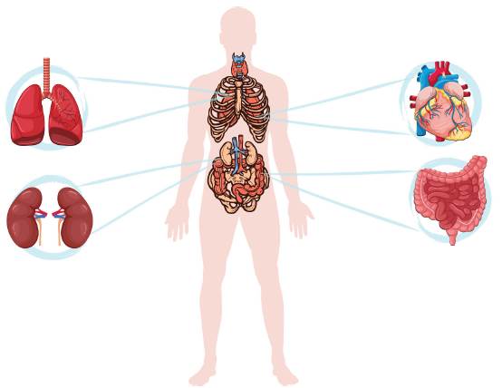 Principales tejidos donde se expresa el receptor ACE-2