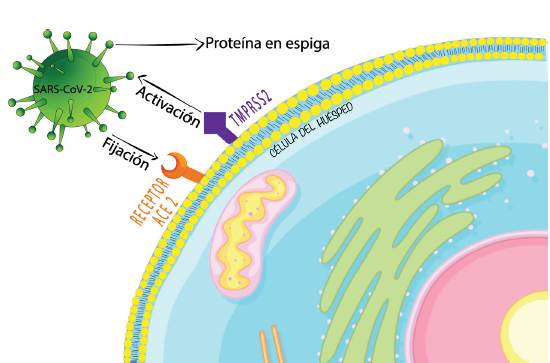 La proteína S del SARS-CoV-2 utiliza el receptor ACE-2 para su entrada en la célula del huésped y la proteasa celular TMPRSS2 para su activación
