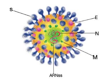 Representaci&oacute;n gr&aacute;fica de estructura del SARS-CoV-2. Prote&iacute;na espiga (S); Prote&iacute;na de envoltura (E); Prote&iacute;na transmembrana (M); Prote&iacute;na de nucleoc&aacute;pside (N); ARN de cadena simple (ARNss)