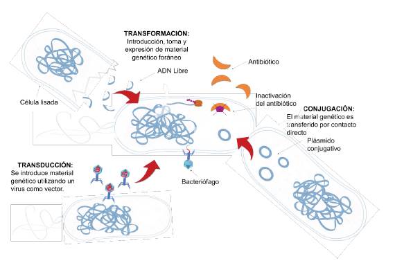 Mecanismos de transferencia de material gen&eacute;tico a bacterias