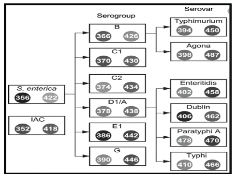 Linajes de serogrupo / serovar basados en fórmulas de Kauffmann-White; esta clasificación se basa en un sistema que clasifica el género Salmonella en serotipos, basados en antígenos de superficie51.