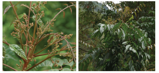 Hojas del �rbol Toxicodendron striatum.